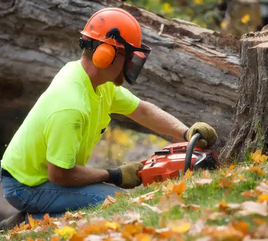 tree services Olla